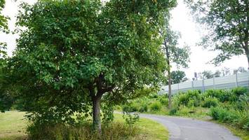 Äpfel, pflaumen, beeren in parks: pflücken ist oft verboten