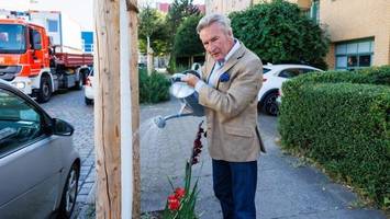 Ärger in altona: an dieser straße vertrocknen die bäume immer wieder