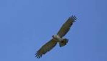 seltene beobachtung: seltener schlangenadler im landkreis hildesheim beobachtet
