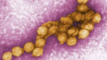 Italien: West-Nil-Virus breitet sich aus – bereits 22 Tote