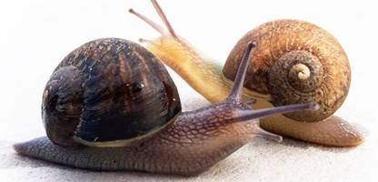 Neuseeland sucht Liebespartner für Ned, eine Schnecke mit linksgewundenem Gehäuse: