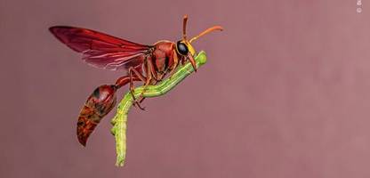 Wildlife Photography of the Year 2025: Ausgewählte Bilder des Fotowettbewerbs