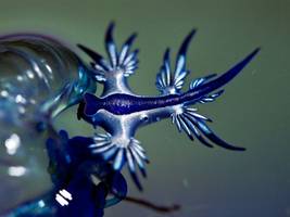 Biologie: Blaues Fabelwesen auf Strandurlaub an der Costa Blanca