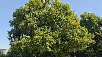 Was diesen Baum im Treptower Park so außergewöhnlich macht