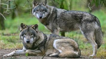 Hamburger aufgepasst: Hier sind Wolfsbegegnungen wahrscheinlich