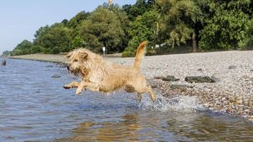 Immer mehr Hunde im Bezirk Altona – aber die Auslauffläche schrumpft