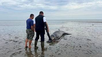 Tierdrama vor Sylt: Jäger erschießt abgemagerten Wal im Watt