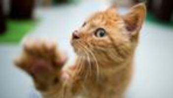 Tierkrankheit: Junge Katzen in MV an Virus gestorben