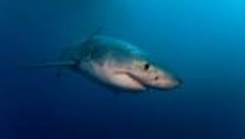 Ozeanversauerung: Haifisch mit Zahnschmerzen