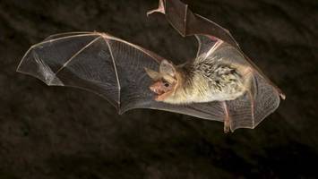 „Batnight“: Nabu lädt zur Fledermaus-Nacht in den Mauerpark