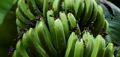 Chiquita: Bananen-Konzern kündigt Rückkehr nach Panama an