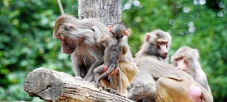 Grüne Jugend fordert Schließung des Augsburger Zoos