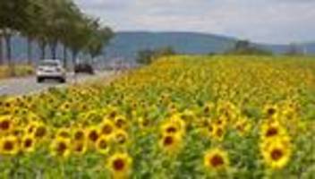 landwirtschaft: sonnenblumenanbau in sachsen-anhalt mehr als verdreifacht