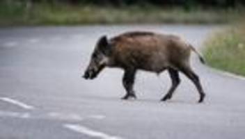 unfall: auto stößt mit wildschweinrotte zusammen - elf tote tiere