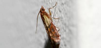 Lebensmittelmotten in der Küche: Was tun? Einfache Tipps gegen die Insekten