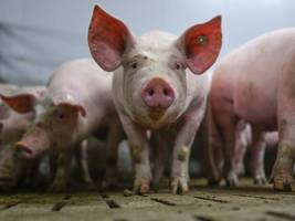 ernährung: sei keine klima-sau