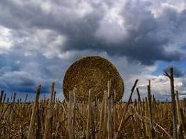 Getreide-Einfuhr über Schnitt: Bauern ernten mehr - und verdienen wohl weniger