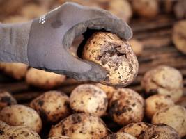 landwirtschaft: beim biobauern-verein naturland rumort es