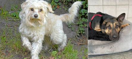 Verlassen, abgegeben, ausgesetzt: Wer gibt diesen Hunden ein neues Zuhause?
