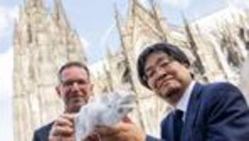 wegen graffiti: japaner leisten wiedergutmachung am kölner dom