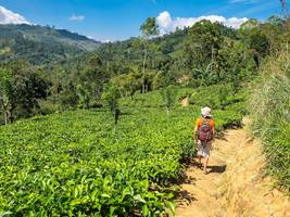Einmal im Leben: Wandern in der Teeplantage