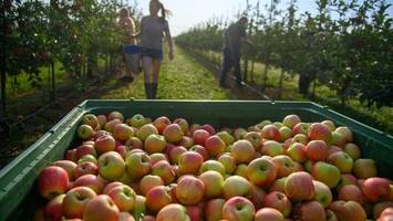 Altes Land: Auf welchen Höfen man Äpfel jetzt selbst pflücken kann
