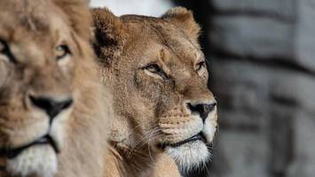 Trauer bei Hagenbeck: Löwin Tembesi (22) wurde eingeschläfert