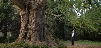 filmfestspiele venedig »silent friend«: die geheime liebesbrunst der bäume
