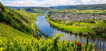 Wein: Deutsche Winzer erwarten Top-Jahrgang trotz Krise