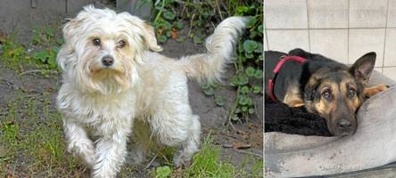 Verlassen, abgegeben, ausgesetzt: Wer gibt diesen Hunden ein neues Zuhause?