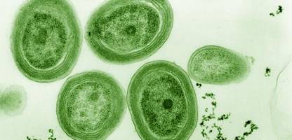 Prochlorococcus: Winzigem Meeresbakterium droht extremer Schwund