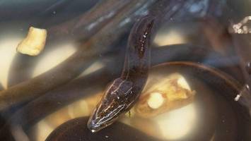 forscher entsetzt: „super schleimige tiere“ bedrohen floridas seen
