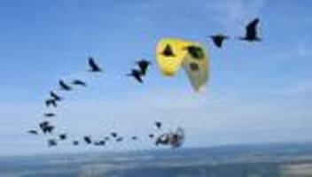 Vogelschutz: Mit den Vögeln zu fliegen, ist magisch