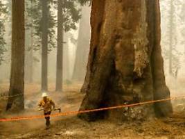 Mehr als 2000 Jahre alt: Waldbrand in Kalifornien bedroht hunderte Riesenmammutbäume