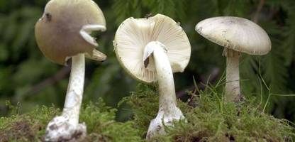Pilz-Vergiftung: Das passiert bei einem Verdacht