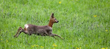 Bayern bekommt ein neues Jagdgesetz: Rehe und Böcke dürfen früher geschossen werden