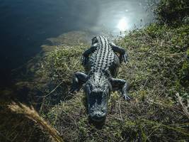Einmal im Leben: In den Everglades