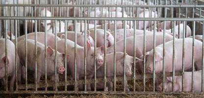 Landwirtschaft: Alois Rainer (CSU) streicht Programm für den Umbau von Schweineställen