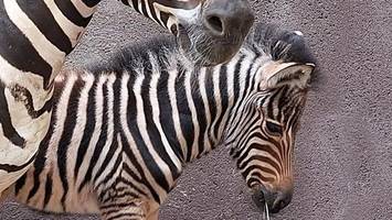 hagenbeck freut sich über süßen, schwarz-weiß gestreiften glückspilz