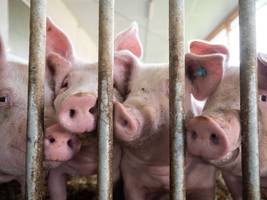 tierhaltung: ruhe im stall