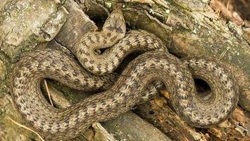 tierschützer feiern: seltene schlange im kreis segeberg entdeckt
