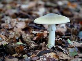 Grüner Knollenblätterpilz: Das ist der tödlichste Pilz der Welt - und so erkennt man ihn