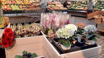 Ein aufblühendes Geschäft: Blumen im Supermarkt erleben Boom