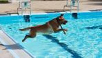 Freizeit: Hunde planschen zum Saisonabschluss im Ilsestrandbad