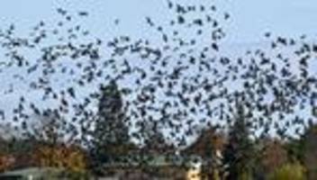 vogelzug: abflug oder nicht? zugvögel immer öfter über winter im land