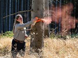 Zahl der Försterinnen nimmt zu: Immer mehr Frauen zieht es zum Arbeiten in den Wald