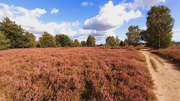 Lüneburger Heide im Stundentakt: Wie soll neue Buslinie heißen?