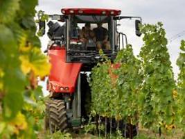 Hektische Zeit für Winzer: Wein-Klau in Rheinhessen könnte Versehen gewesen sein