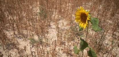 Klimakrise: Extremwetter im Sommer 2025 kostet EU rund 126 Milliarden Euro