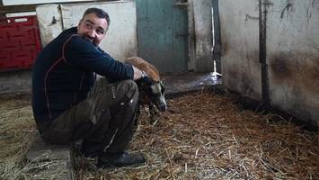 auf hamburger stadtgebiet: wolf tötet zwei schafe in marmstorf